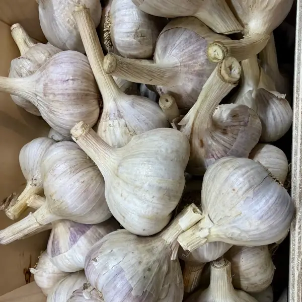 Fresh Garlic From Mighty Food Farm